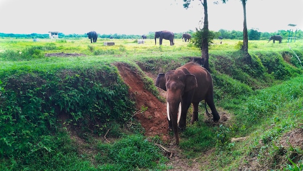 Foto sumatra-elefant im nationalpark way kambas