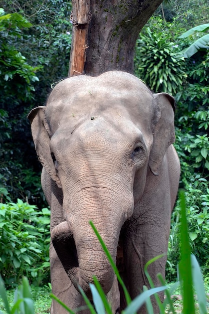 Sumatra-Elefanten in ihrer Umgebung