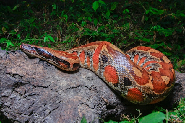 Sumatra Red Blood Python