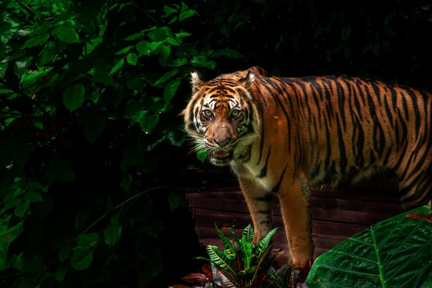 Foto sumatra-tiger mit naturhintergrund