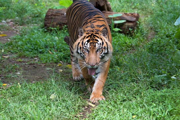 Sumatra-Tiger mit neugierigen Blicken