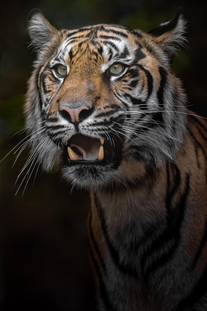 Sumatra-Tiger