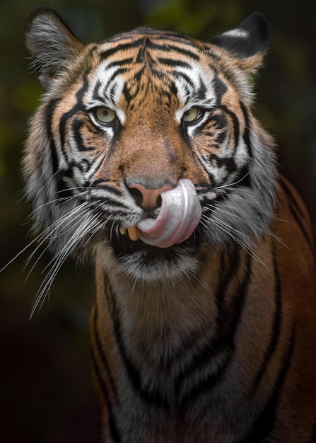 Sumatra-Tiger