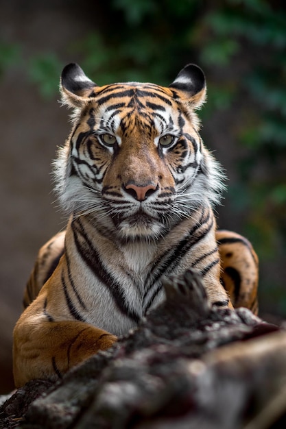 Sumatra-Tiger