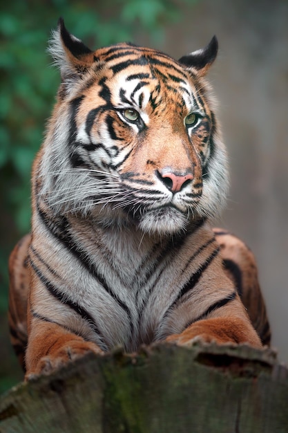 Sumatra-Tiger