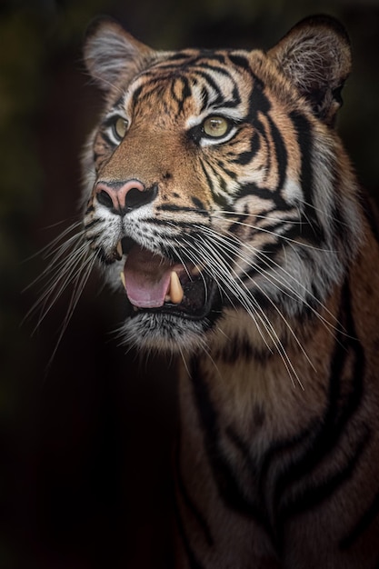 Sumatra-Tiger