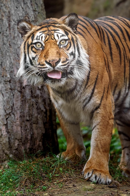 Sumatra-Tiger