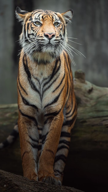 Sumatra-Tiger