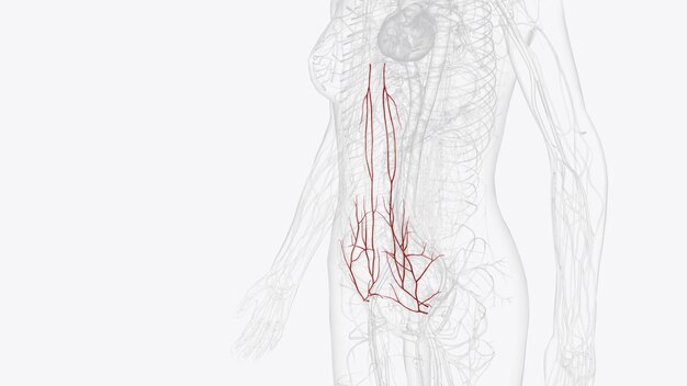 Foto el suministro arterial al abdomen es por las ramas de la aorta abdominal