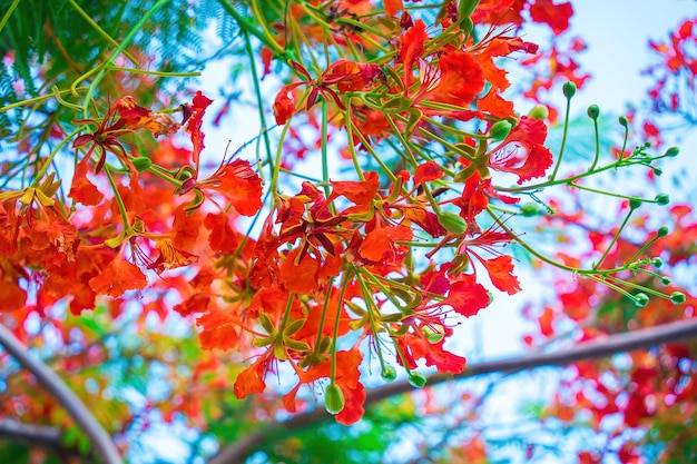 Summer Poinciana phoenix é uma espécie de planta com flores que vive nos trópicos ou subtrópicos Red Flame Tree Flower Royal Poinciana