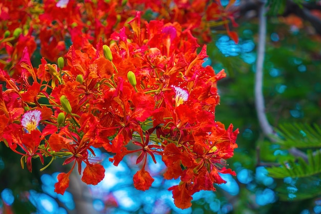 Summer Poinciana phoenix es una especie de planta con flores que vive en los trópicos o subtrópicos Red Flame Tree Flower Royal Poinciana