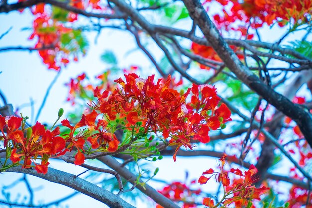 Summer Poinciana phoenix es una especie de planta con flores que vive en los trópicos o subtrópicos Red Flame Tree Flower Royal Poinciana