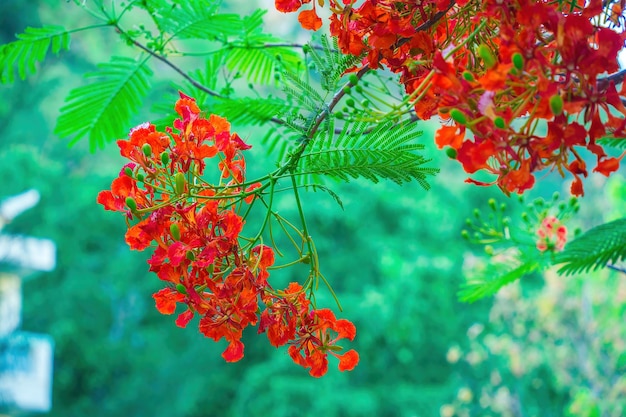 Summer Poinciana phoenix es una especie de planta con flores que vive en los trópicos o subtrópicos Red Flame Tree Flower Royal Poinciana