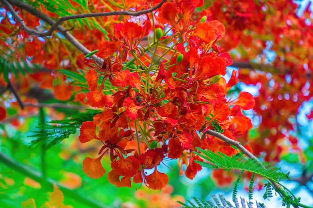 Summer Poinciana phoenix es una especie de planta con flores que vive en los trópicos o subtrópicos Red Flame Tree Flower Royal Poinciana