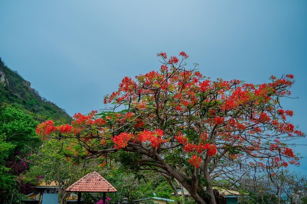 Summer Poinciana phoenix es una especie de planta con flores que vive en los trópicos o subtrópicos Red Flame