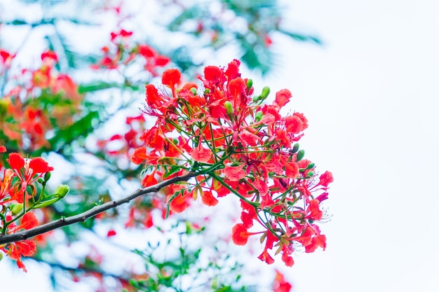 Summer Poinciana phoenix es una especie de planta con flores que vive en los trópicos o subtrópicos