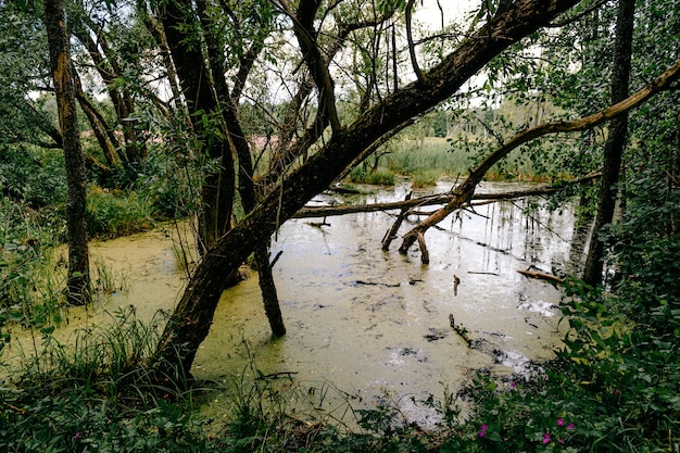 Foto sumpf im wald