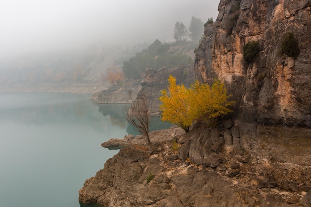 Sumpf mit Nebel und braunen Felsen mit gelbem Baum