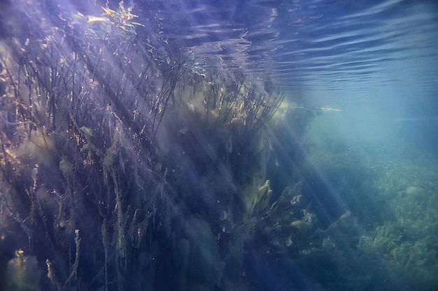 Sumpf Unterwasserlandschaft abstrakt / versunkene Bäume und Algen in klarem Wasser, Ökologie Unterwasserwelt