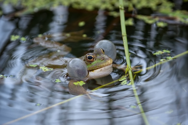 Sumpffrosch ruht in einem Teich