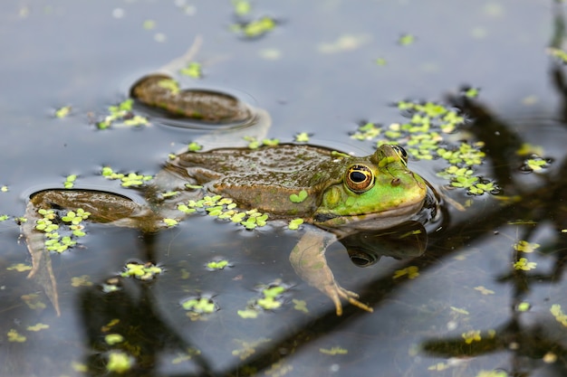 Sumpffrosch