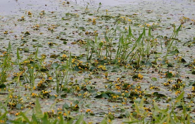 Sumpfgras und Blumen in einem kleinen Sumpf. Westsibirien. Russland