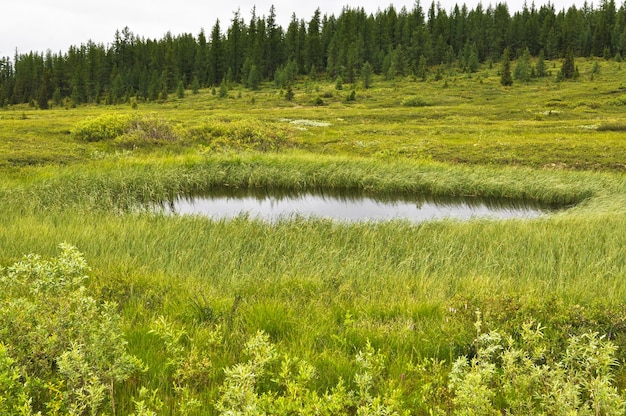 Sumpfige Tundra in der Nähe des Flusses Lemva