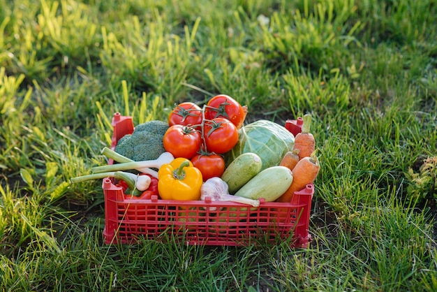 Sumpfkiste mit reifem und schönem Gemüse aus einem umweltfreundlichen Garten. Gesunder Lebensstil. Umweltfreundliche und gesunde Lebensmittel.