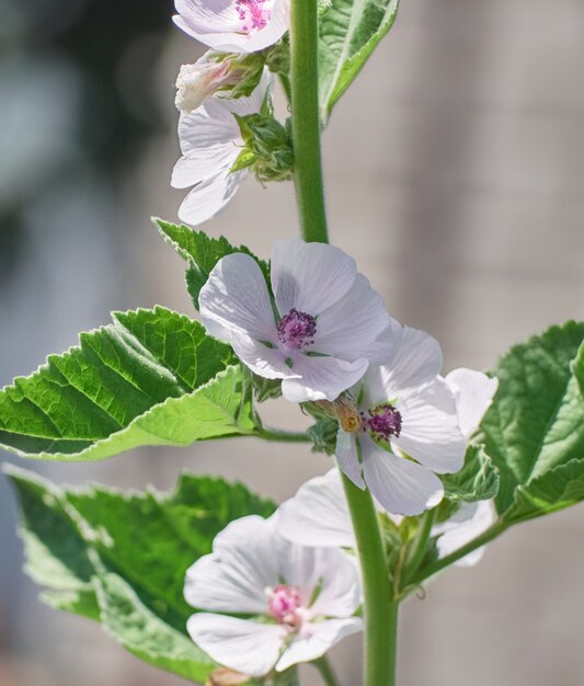 Sumpfmalve Sommerblumen