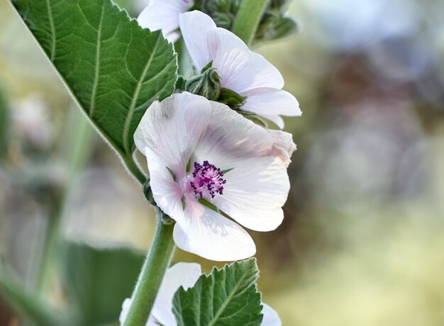 Sumpfmalve Sommerblumen