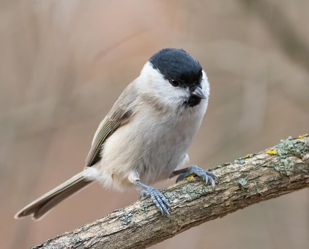 Sumpfmeise Poecile palustris Ein Vogel sitzt auf einem dicken Ast