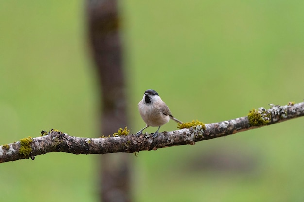 Sumpfmeise (Poecile palustris) Leon, Spanien