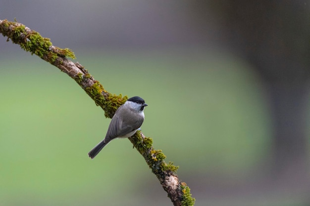 Sumpfmeise (Poecile palustris) Leon, Spanien