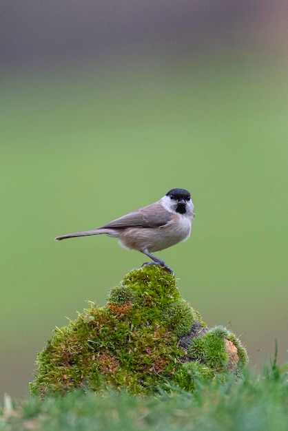 Sumpfmeise (Poecile palustris) Leon, Spanien