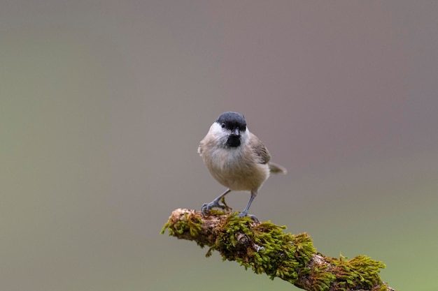 Sumpfmeise (Poecile palustris) Leon, Spanien