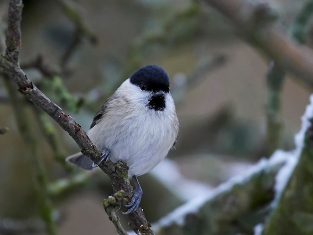 Sumpfmeise Poecile palustris