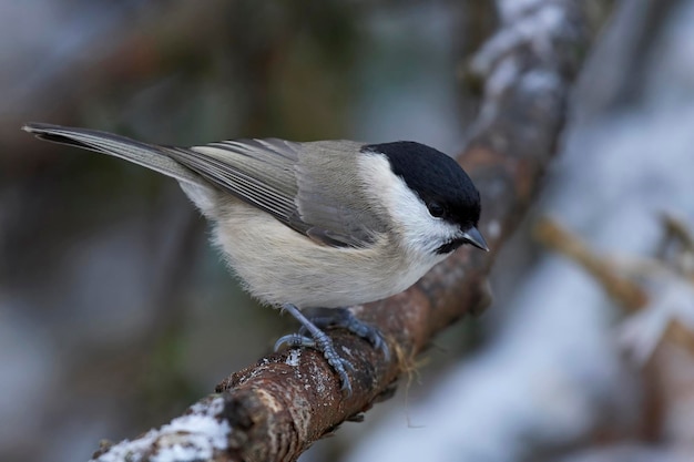 Sumpfmeise Poecile palustris