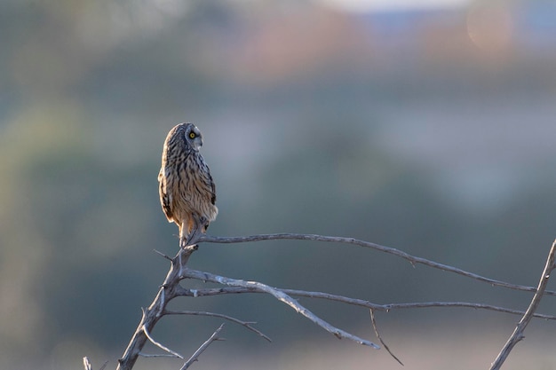 Sumpfohreule Asio Flammeus Malaga Spanien