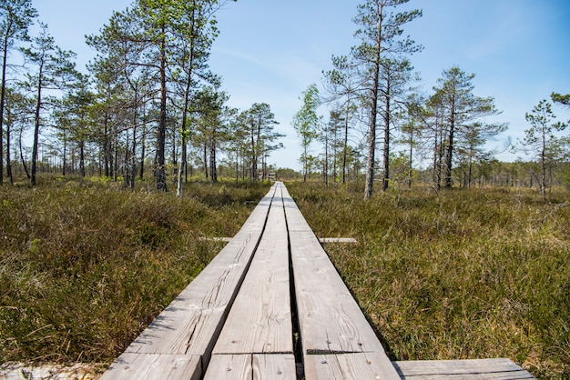 Sumpfpfad. Sommertag sonnig. Kemeri National Park Naturlehrpfad.