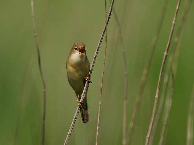 Sumpfrohrsänger Acrocephalus palustris