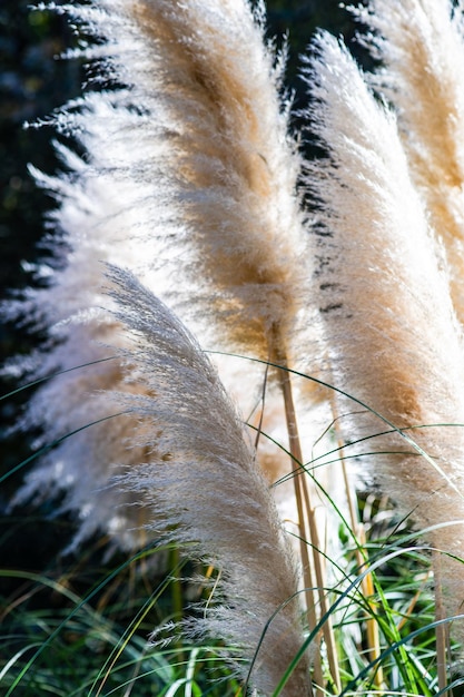 Sumpfschilf im Freien