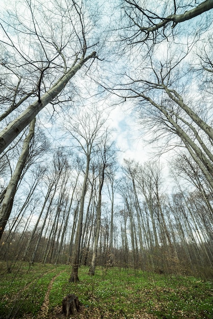 Foto sumpfwald im frühjahr