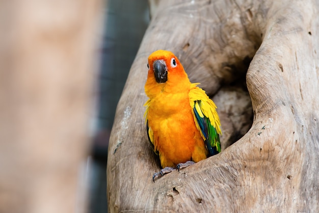 Sun Conure loro de pie en la rama