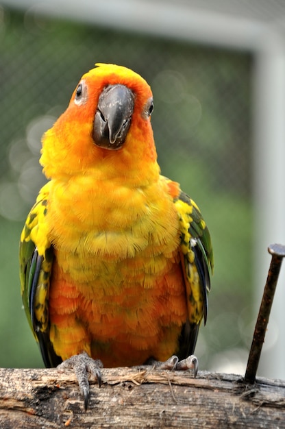 Foto sun conure