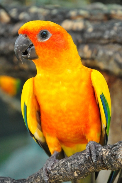 Foto sun conure