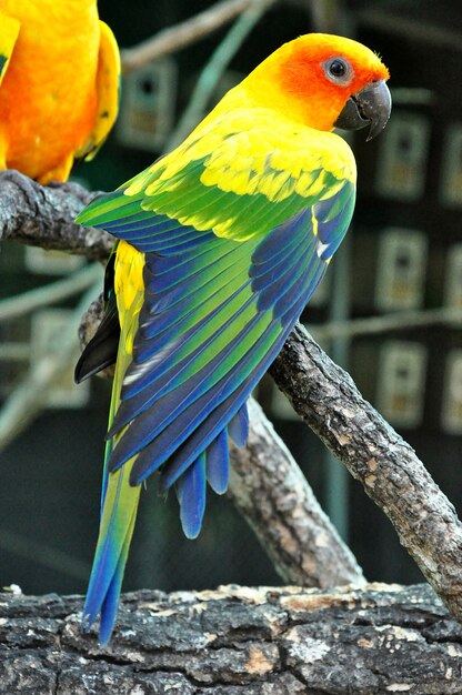 Foto sun conure