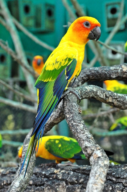 Sun conure