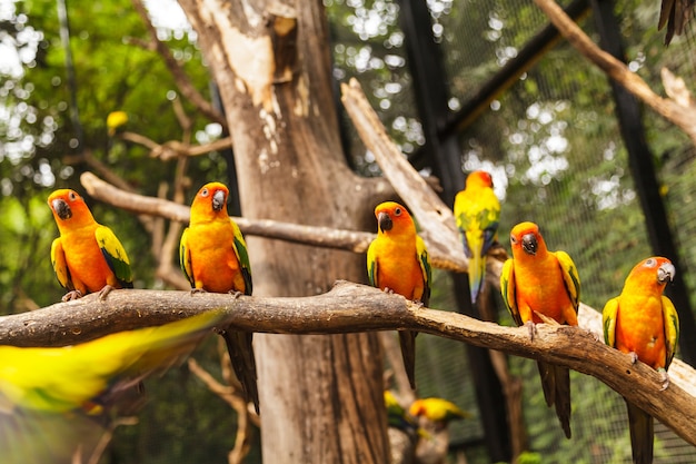 Sun Conure