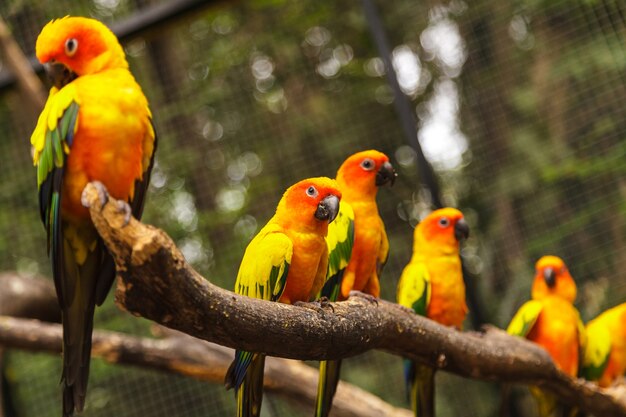 Sun Conure