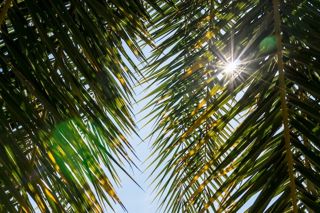 Sun, der durch Palmeblätter scheint